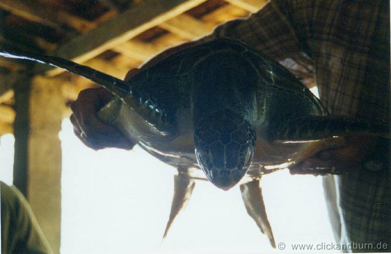 Schildkroetenfarm 1 